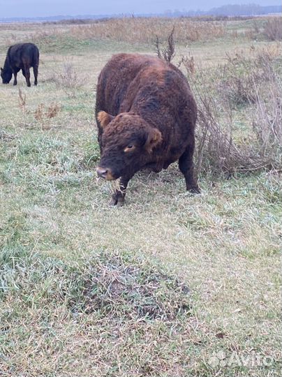 Быки абердин ангус