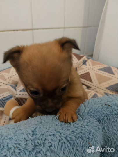 Пекинес в добрые руки