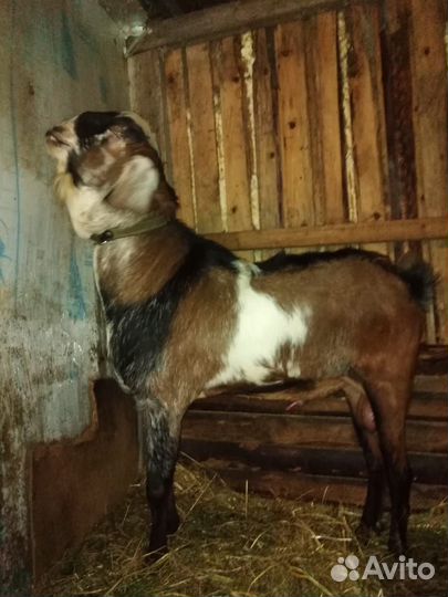 Нубийские козы