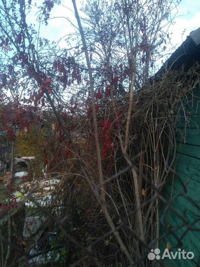 Лимонник Китайский Дальневосточный. Саженцы