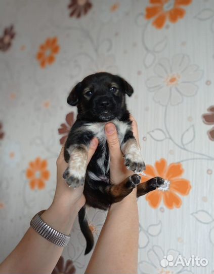 Щенки нужен дом