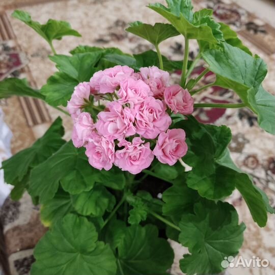 Герань пеларгония розебудная