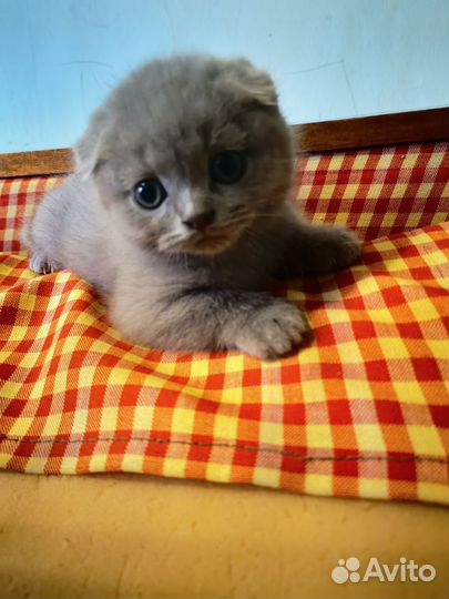 Шотландский котёнок