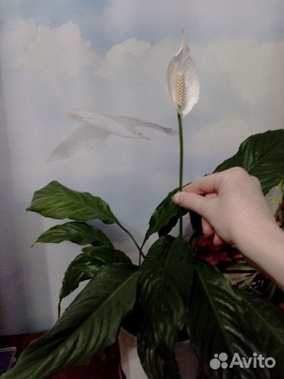 Спатифиллум