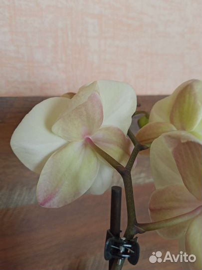 Орхидея фаленопсис биг лип