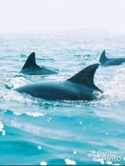 Сап борд доска прокат SUP аренда