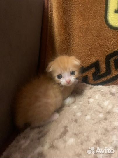 Котенок ищет дом