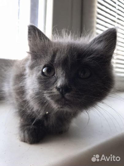 Пушистый котенок девочка