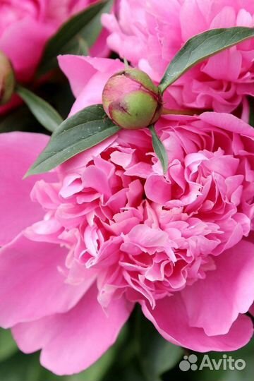 Ирис Пион можжевельник