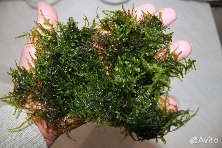 Аквариумные растения