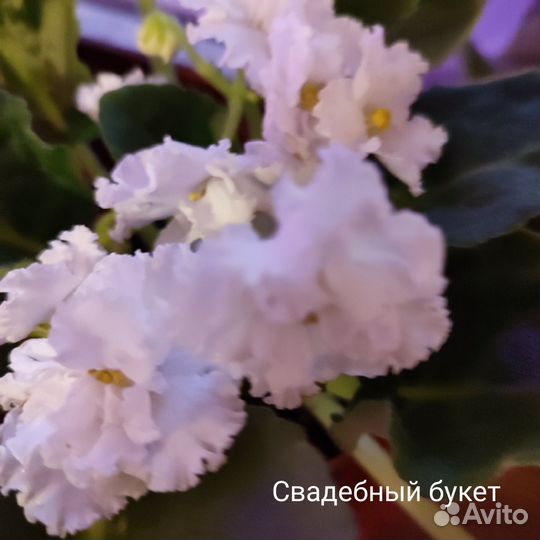 Фиалки сортовые от черенков до взрослых, цветущих