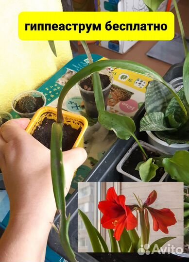 Кактусы цветы