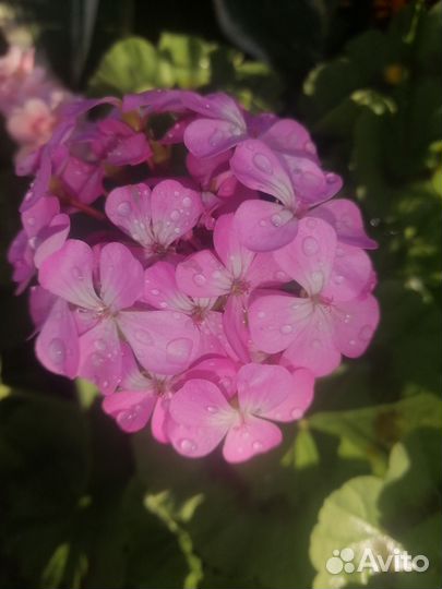 Пеларгония герань