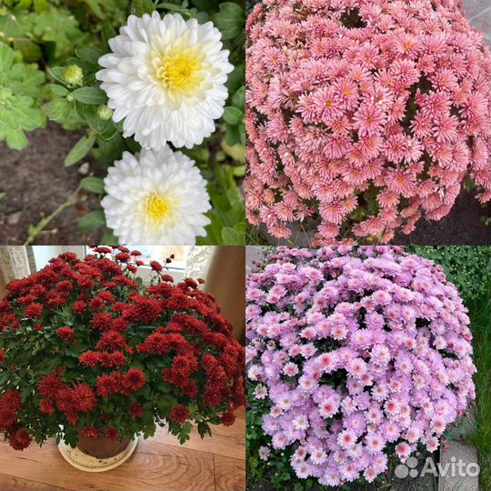 Черенки хризантемы-мультифлоры