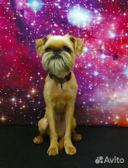 Стрижка / груминг собак