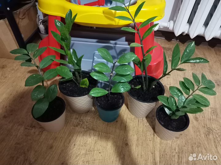 Замиокулькас