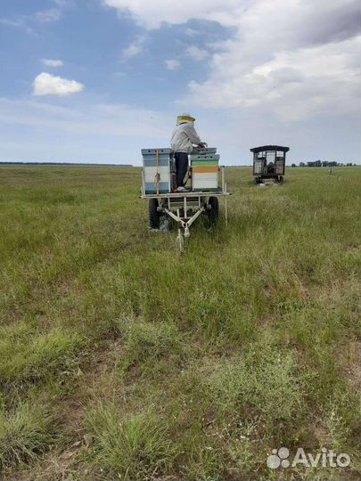 Продается пасека