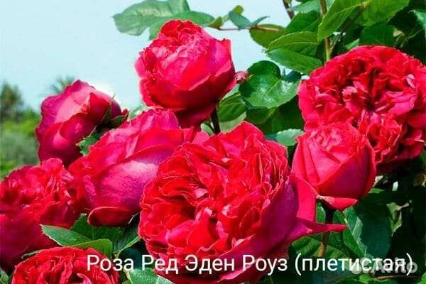 Цветочная и овощная рассада, саженцы, клубника