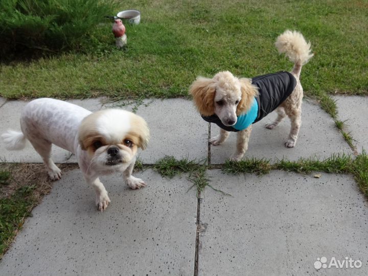 Жилет для собак размер М