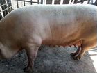 Свиноматки объявление продам