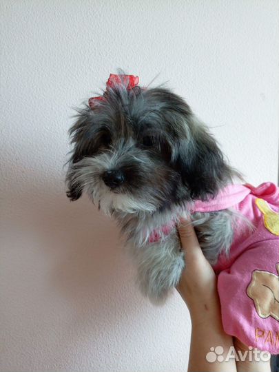 Щенки болонки