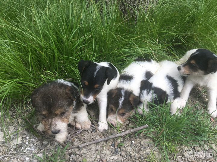 Щенки жесткошерстного фокстерьера