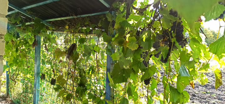 Участок 11 сот. (СНТ, ДНП)