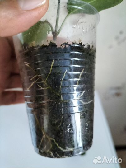 Дипладения / мандевилла