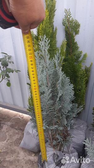 Кипарисовик лейланда