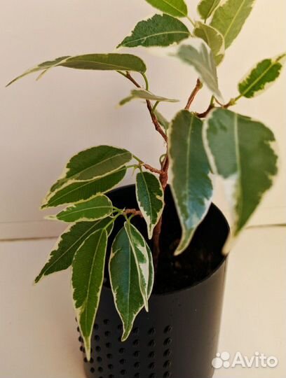 Очень красивый фикус Бенджамина