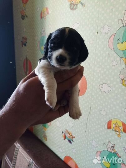 Кокер спаниель