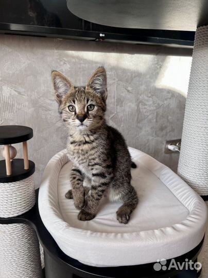 Саванна ф1 девочка