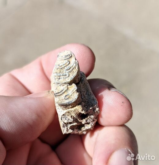 Палеонтология трогонтерий