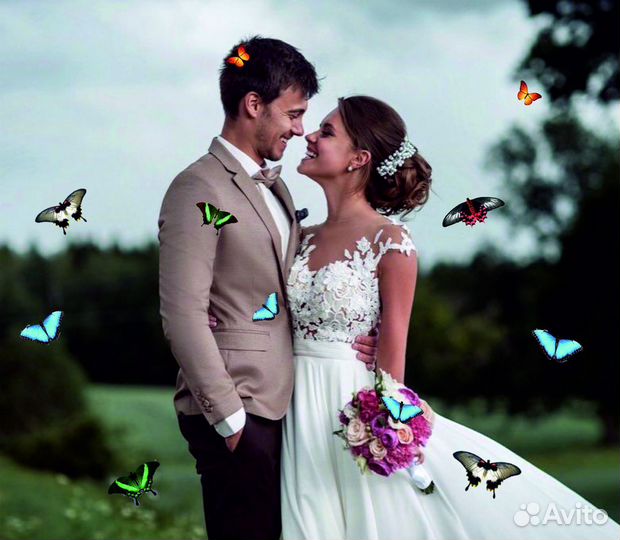 Салют из Живых Тропических Бабочек с/б-10