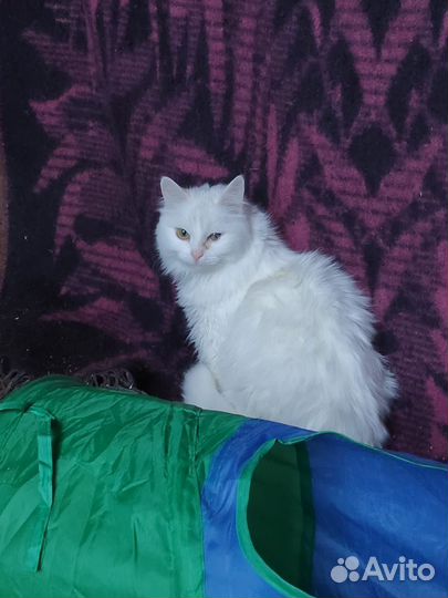 Кошечка в добрые руки