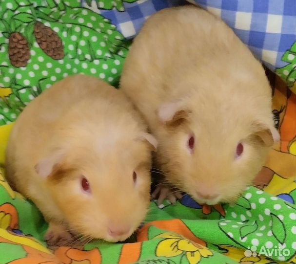 Морские свиночки малыши