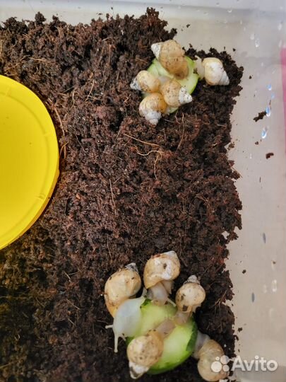 Улитки ахатины