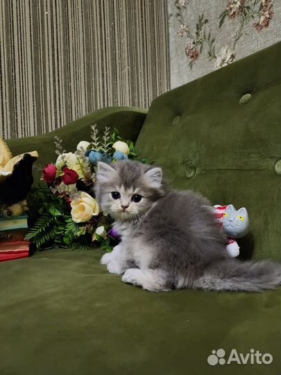 Пушистые комочки хотят к себе домой