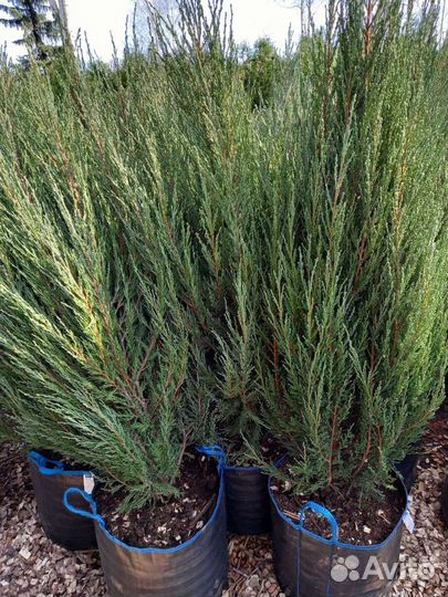 Можжевельник блю-арров