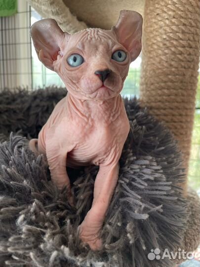 Канадский сфинкс эльф котенок