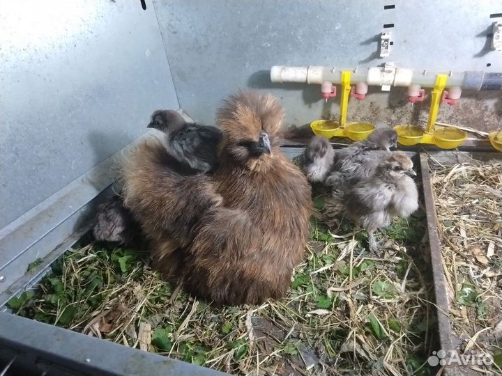 Цыплята Китайской шёлковой