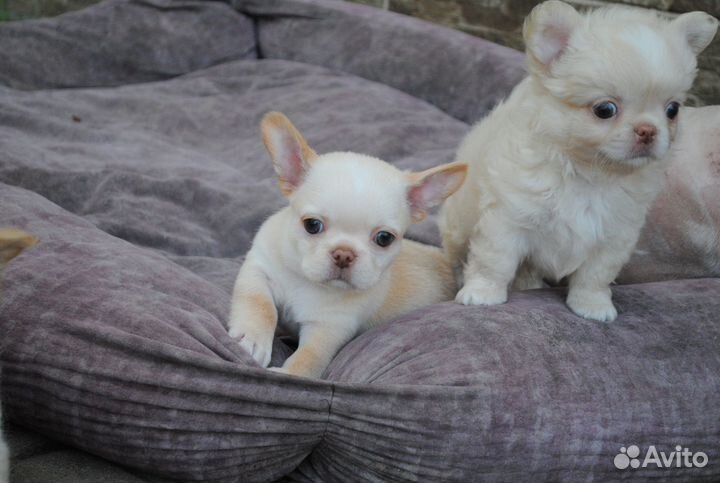 Чихуахуа крем брюле