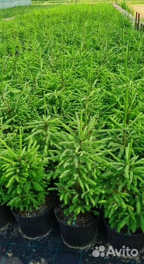 Саженцы ели обыкновенной