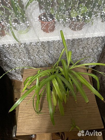 Хлорофитум