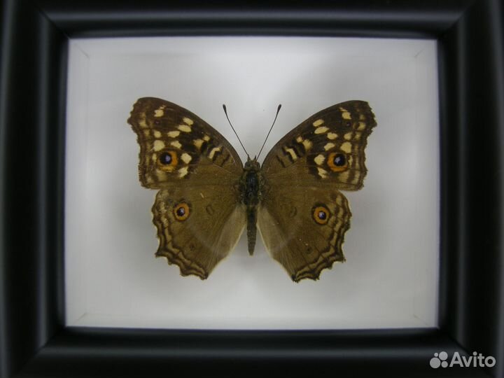 Бабочка в рамке - Polyura athamas