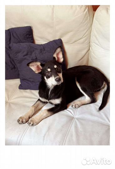 Щенок метис овчарки