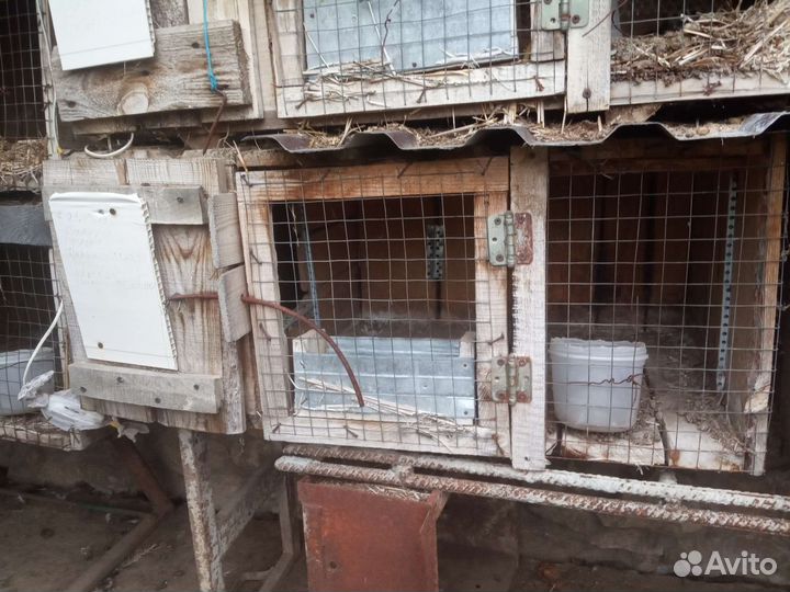 Клетки для кроликов