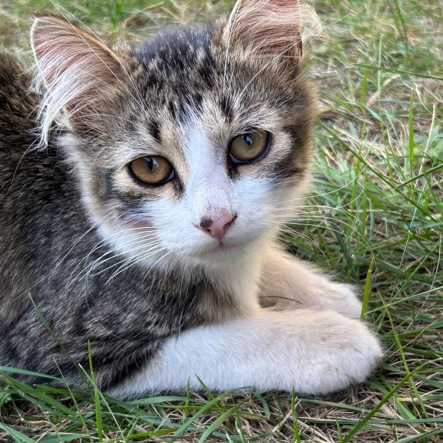 Котёнок маленький бандит в добрые руки