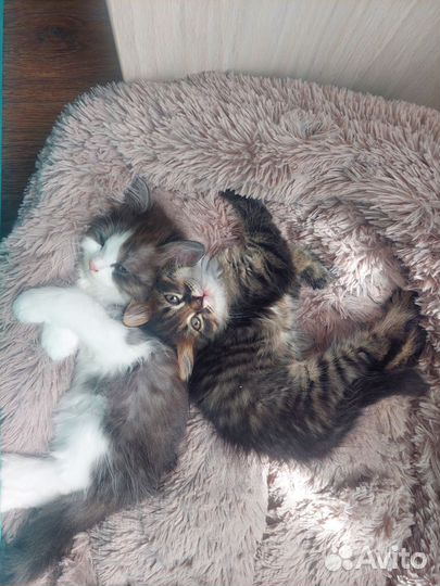 Отдам в добрые руки