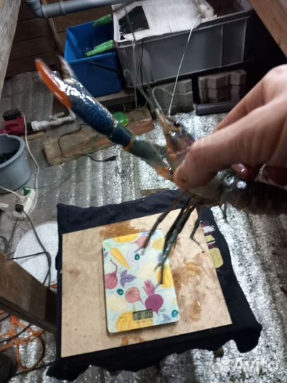 Красноклешневый австралийский рак. (малек)